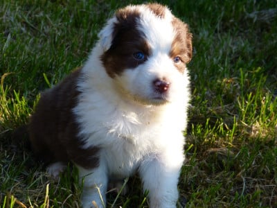 Les chiots de Berger Australien