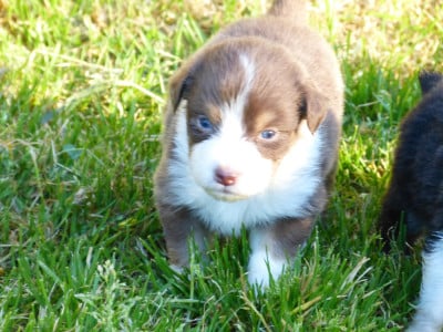 Les chiots de Berger Australien