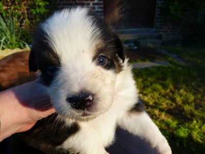 Les chiots de Berger Australien