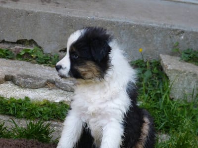 Les chiots de Berger Australien