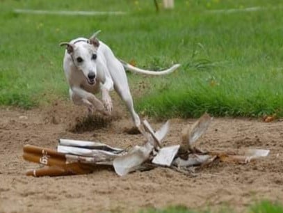 Rime en bulle dite Rohanne Des Filles D'eole