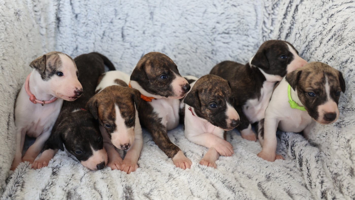 Whippet - De Enez Leñvenn