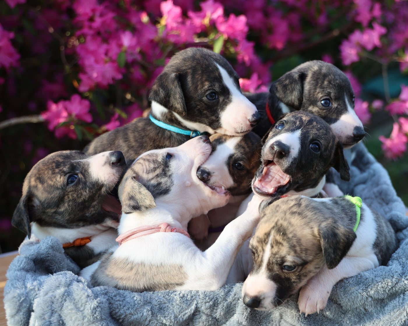 Whippet - De Enez Leñvenn