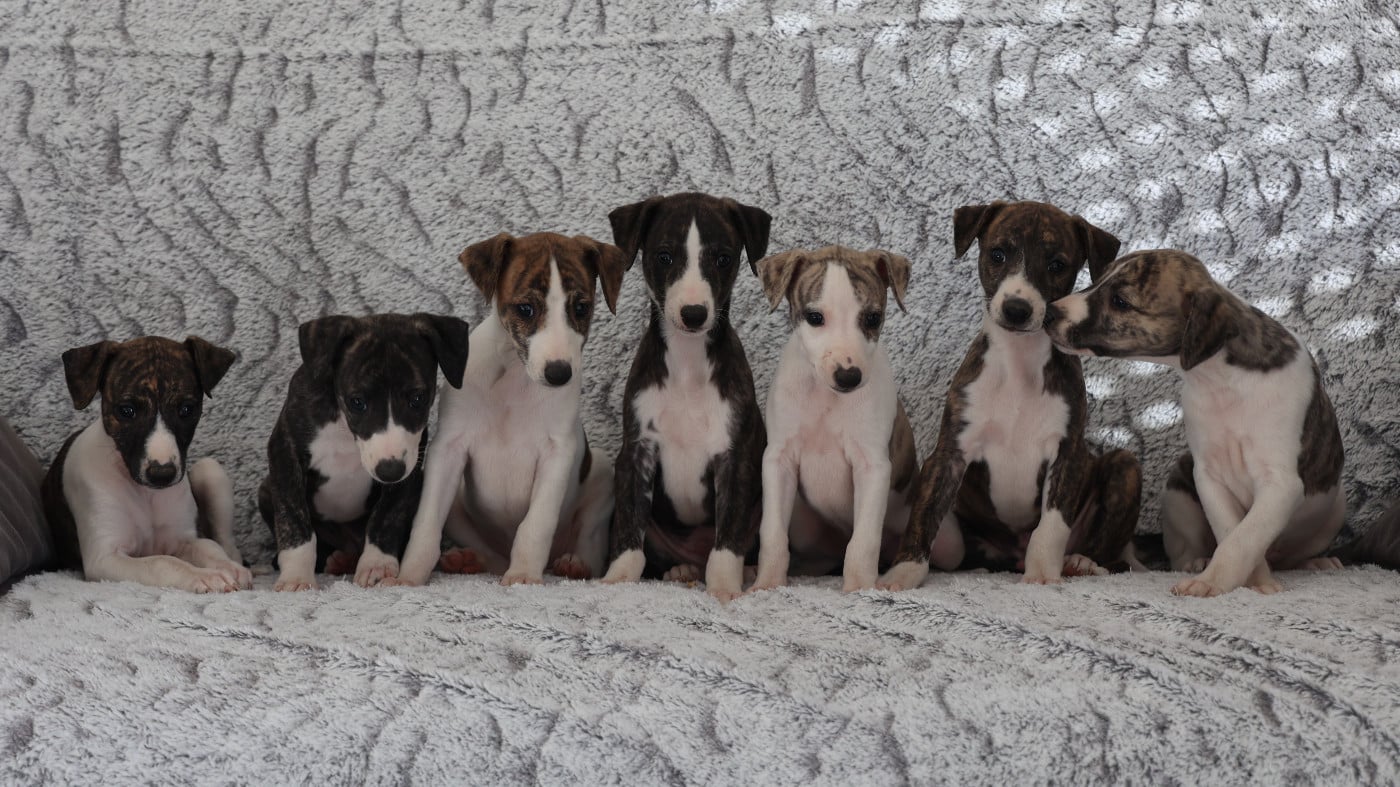 Whippet - De Enez Leñvenn