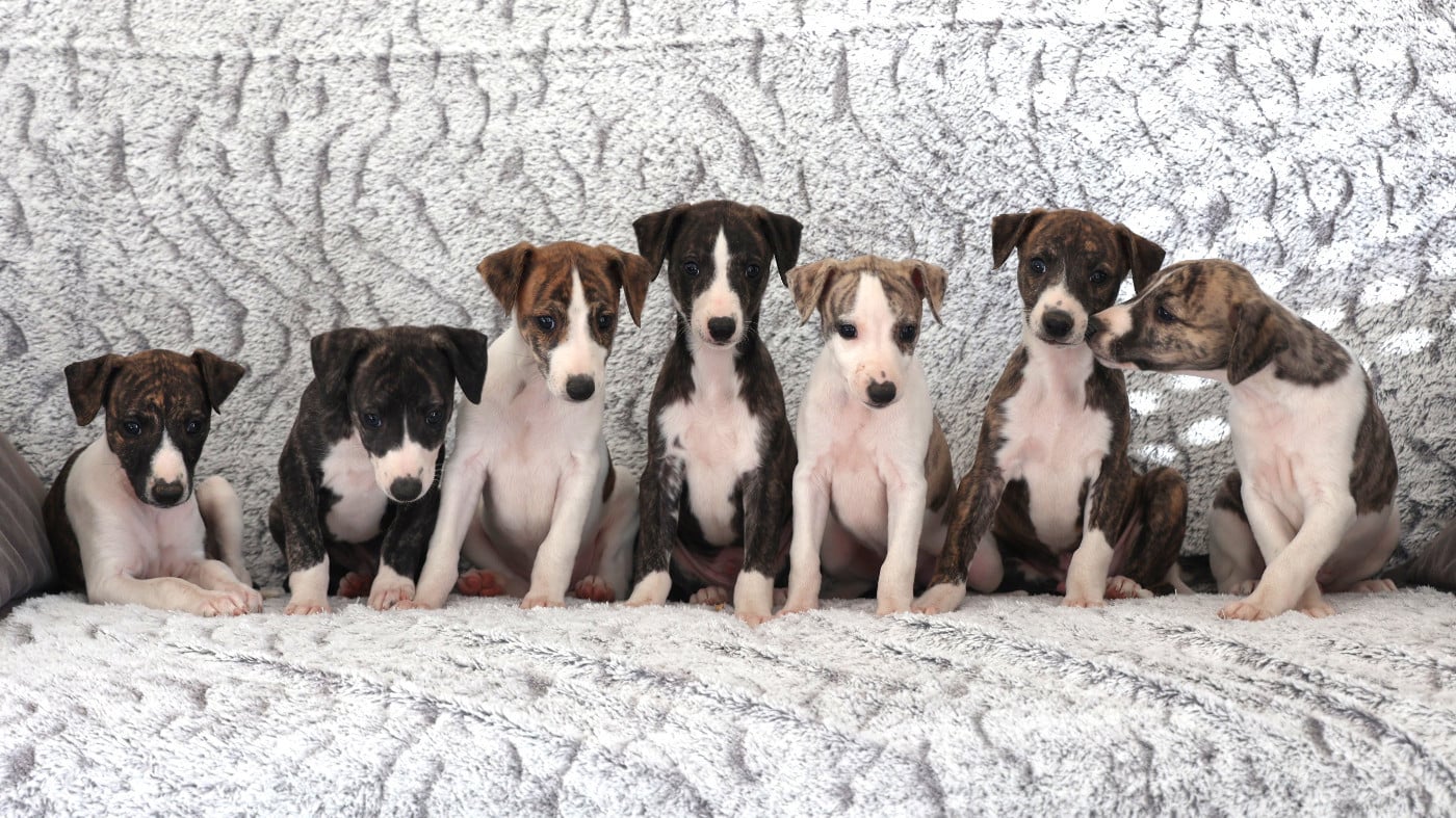 Whippet - De Enez Leñvenn