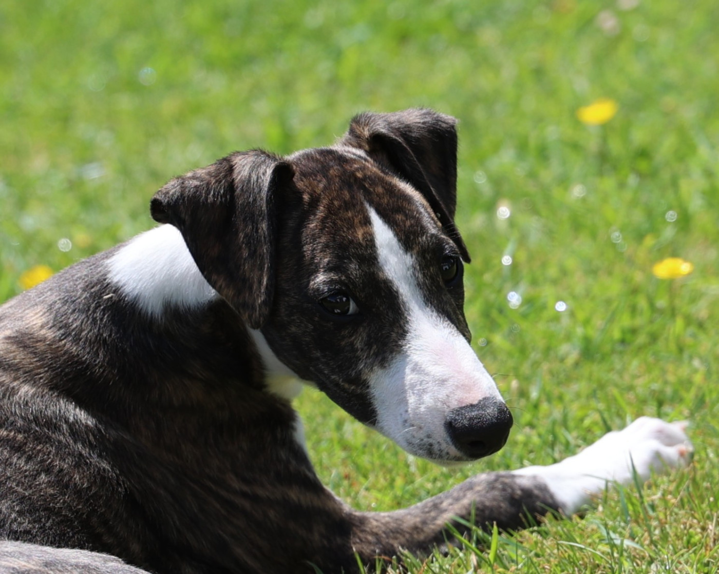 Whippet - De Enez Leñvenn