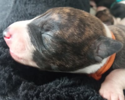 Les chiots de Whippet