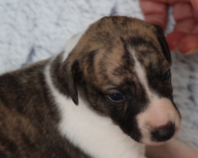 Les chiots de Whippet