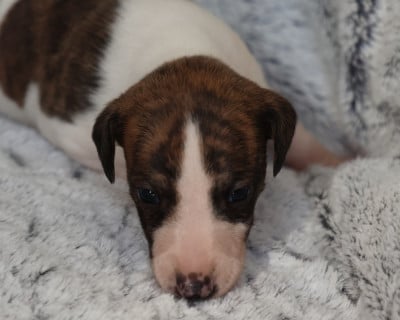 Les chiots de Whippet