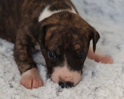 Les chiots de Whippet