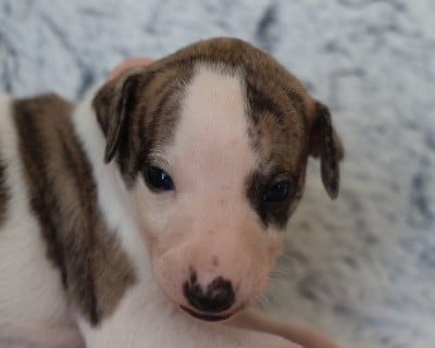 Les chiots de Whippet