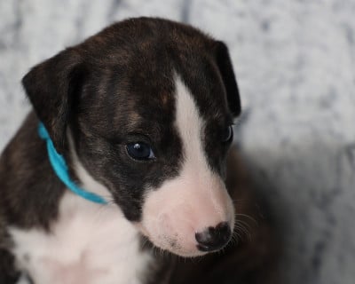 Les chiots de Whippet