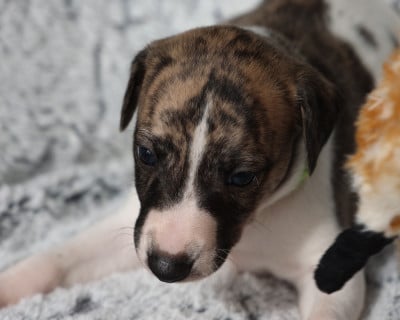 Les chiots de Whippet