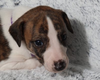 Les chiots de Whippet