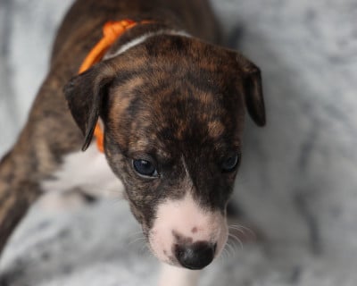 Les chiots de Whippet