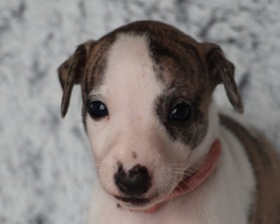 Les chiots de Whippet