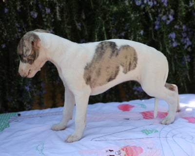 Les chiots de Whippet