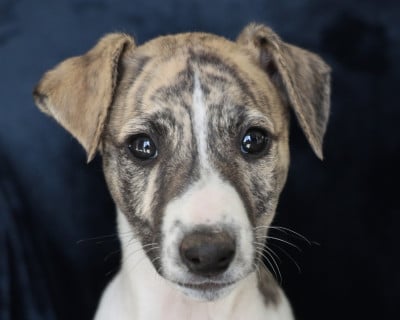 Les chiots de Whippet