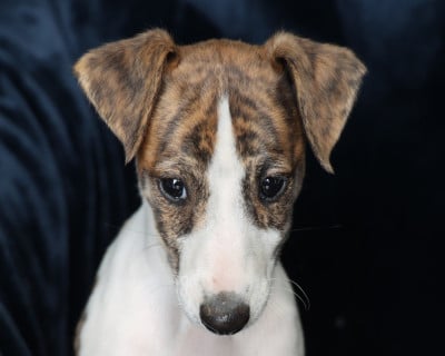 Les chiots de Whippet