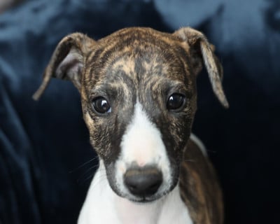 Les chiots de Whippet
