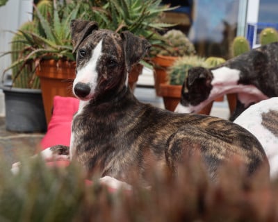 Les chiots de Whippet
