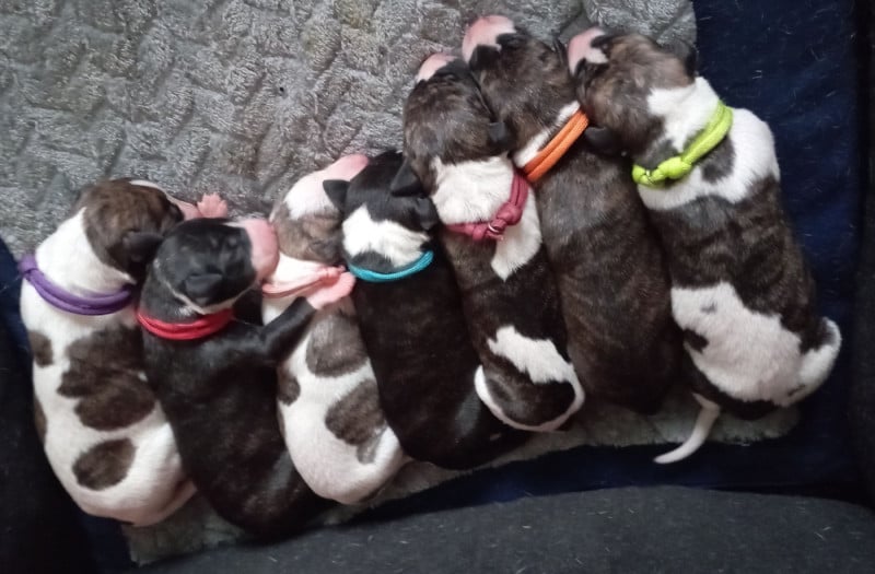 Whippet - De Enez Leñvenn