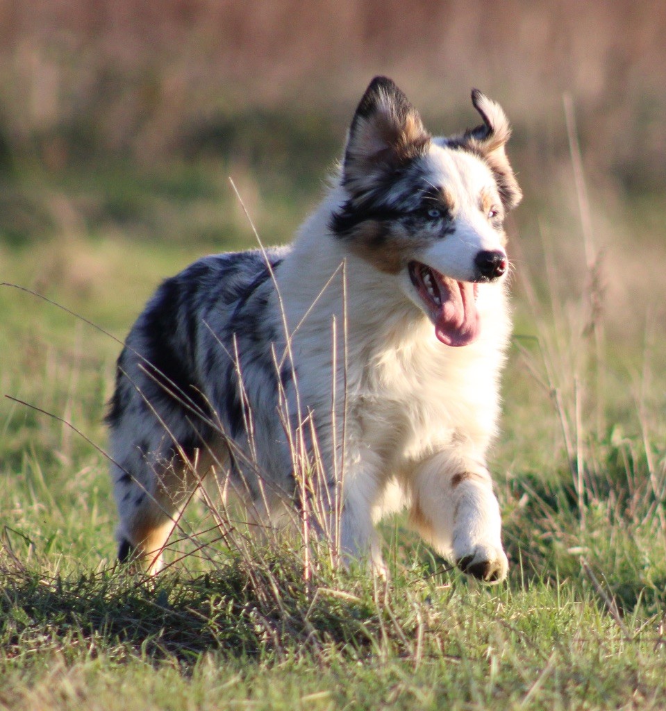 Aimi amour for crispy Of Wolf Descendants