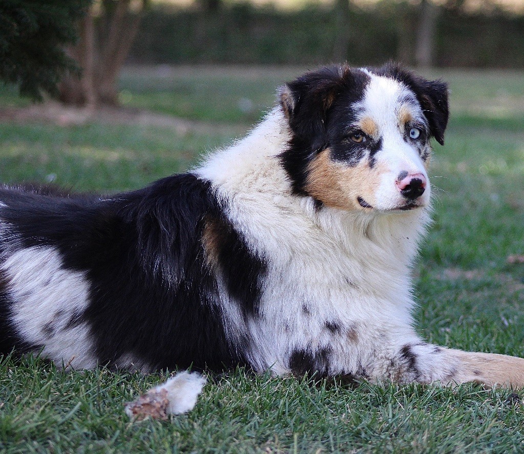 Al'dente amor di napoli De Xiberoan Txakurrak