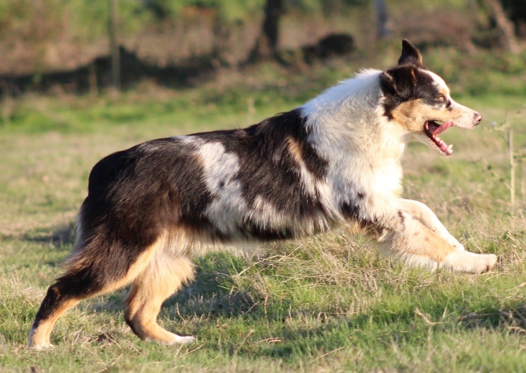 Al'dente amor di napoli De Xiberoan Txakurrak