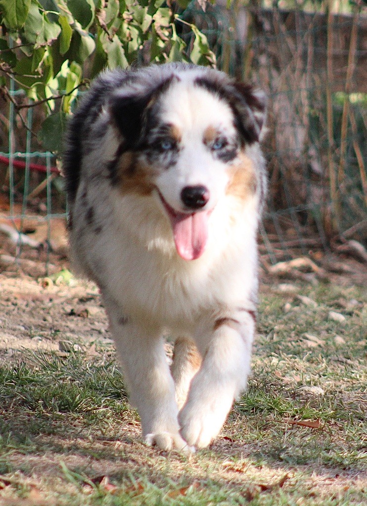 Aimi amour for crispy Of Wolf Descendants