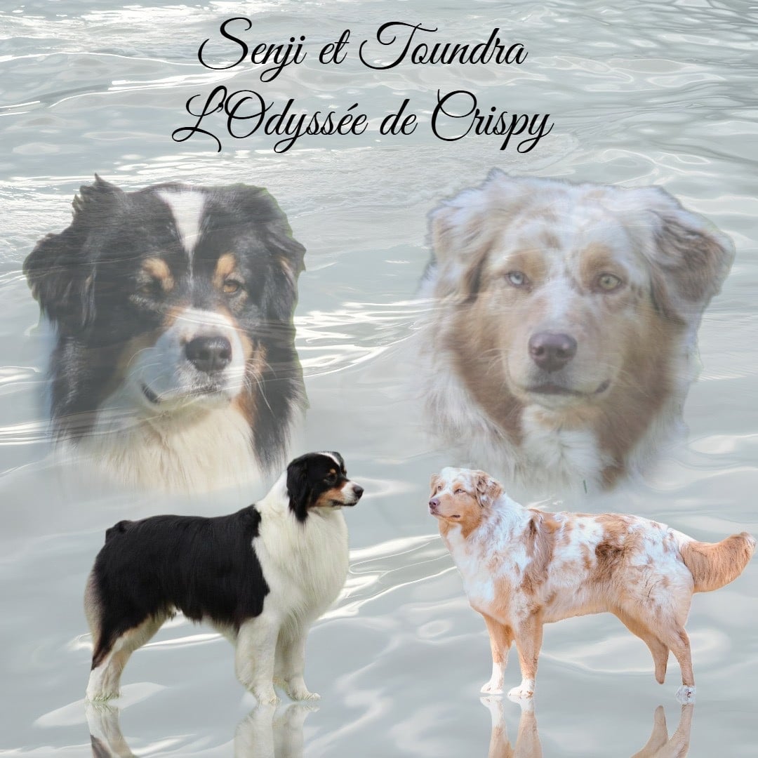 Berger Australien - de l'Odyssée de Crispy