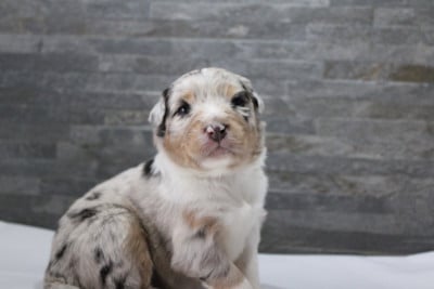 Les chiots de Berger Australien