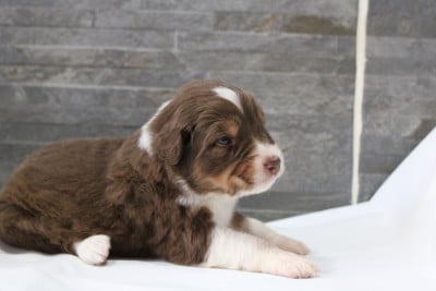 Les chiots de Berger Australien