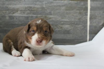 Les chiots de Berger Australien