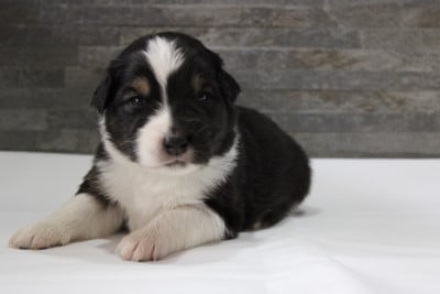 Les chiots de Berger Australien