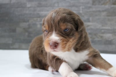 Les chiots de Berger Australien