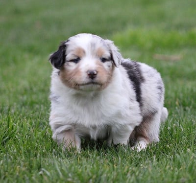 Les chiots de Berger Australien