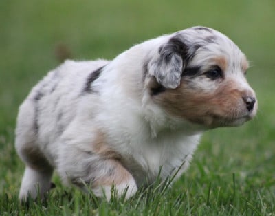 Les chiots de Berger Australien