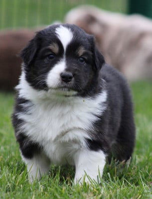 Les chiots de Berger Australien