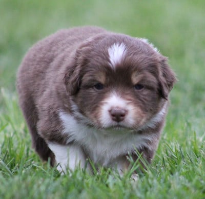 Les chiots de Berger Australien