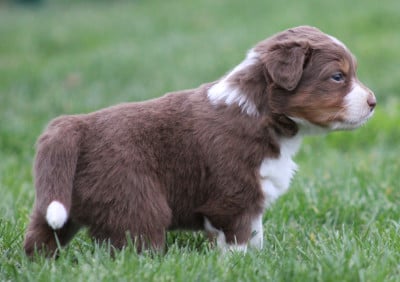 Les chiots de Berger Australien
