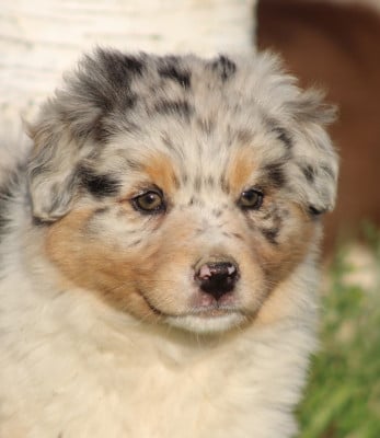 Les chiots de Berger Australien