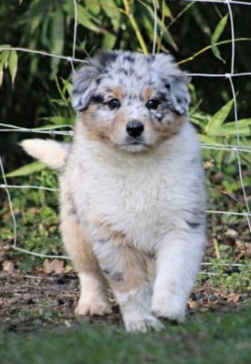 Les chiots de Berger Australien