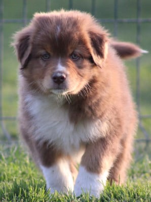 Les chiots de Berger Australien