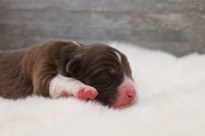 Les chiots de Berger Australien