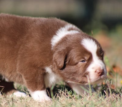 Les chiots de Berger Australien