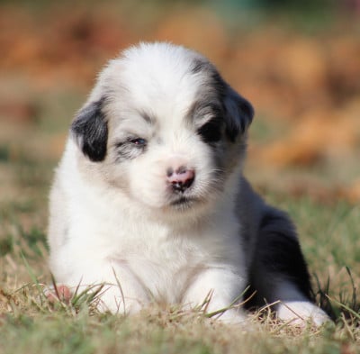 Les chiots de Berger Australien