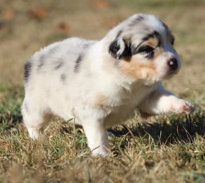 Les chiots de Berger Australien