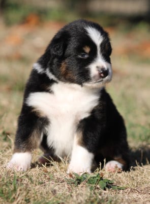 Les chiots de Berger Australien