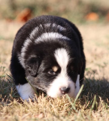 Les chiots de Berger Australien